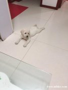 因出國(guó) 出售自家拉布拉多 兩個(gè)月 品相好的狗寶寶