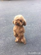 尋狗啟示七年老狗.望好心人能夠提供線索