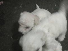 純種比熊狗仔出售