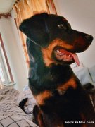 自家狗狗因家中長輩住院無時(shí)間照顧望有愛狗人士接納