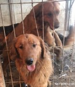 自家狗狗出售 金毛女 德牧公 另對(duì)外配種