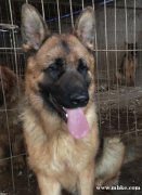 自家狗出售 金毛 牧羊