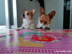 梅河寵物交流群