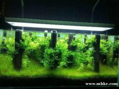 草缸，水陸缸，微景觀，超白缸，底柜