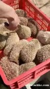 刺猬養(yǎng)殖場(chǎng)大量出售刺猬種苗商品刺猬