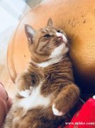 家里貓貓丟失 找回有酬謝