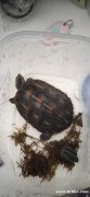 烏龜12厘米左右斷尾