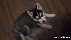 出售純種哈士奇，2個多月大