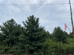 同興村180畝山林?1萬平水庫(kù)出售