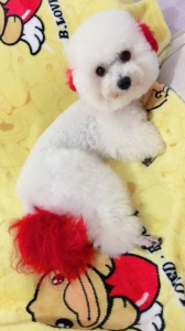 有一個比熊犬找好人家