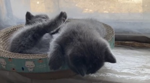 自家繁殖英短藍貓價格合理出售