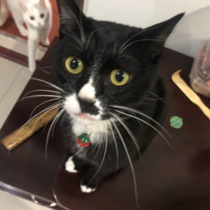 泰安花園走丟的 獎金1000