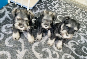 出售雪納瑞幼犬