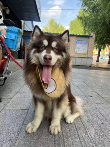 阿啦斯加 對外借配