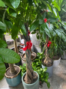 出租西街新華小學(xué)學(xué)區(qū)房二樓