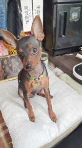 小鹿犬小體，公