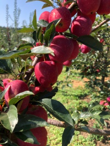 出售自家果園東北雞心果3萬斤