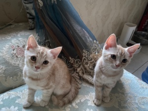 賣小橘貓公貓一共2只