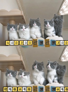 藍白小貓出售長毛短毛都有