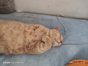 寵物 上門喂養(yǎng) 鏟屎 帶垃圾 打掃衛(wèi)生