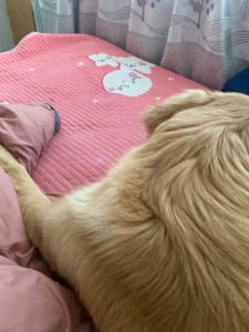 6-7個(gè)月金毛純種金毛