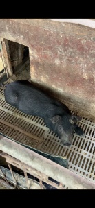 賣自己家養(yǎng)的豬仔