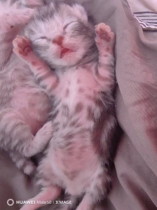 預(yù)定小貓崽哦。價(jià)格優(yōu)惠 沒(méi)幾張米