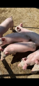 賣自家養(yǎng)的小豬仔，豬羔