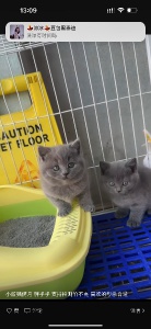 自家藍貓 無病無癬 支持檢測