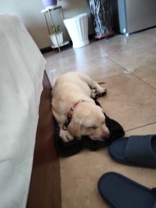 出售兩個(gè)月多的幼犬