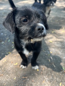 免費(fèi)領(lǐng)養(yǎng)，需要跟蹤一年以上