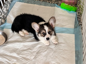 出售自家小狗生的柯基（帶尾巴）2個多月（疫苗已打一針）