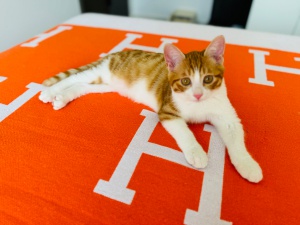 小橘貓尋求愛心領(lǐng)養(yǎng)人