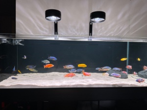 出售三湖慈鯛給錢就賣