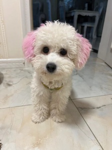 小體比熊 5個(gè)月 找個(gè)好人家 價(jià)格合適