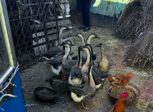 出售農(nóng)村大鵝，散養(yǎng)大鵝