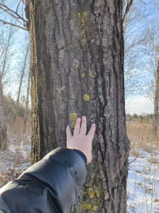 杏嶺鎮(zhèn)國(guó)道旁41棵楊樹(shù)整體出售