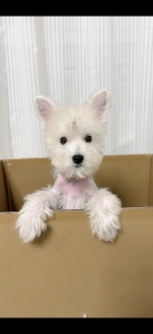 賣(mài)淺椒鹽雪納瑞800