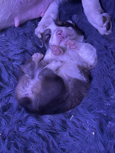 常年出售 柯基幼崽