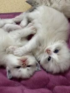 出售自家純種布偶小崽