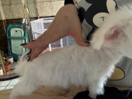 出售比熊超小體