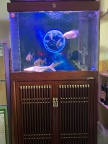 魚缸  全新   森森品牌
